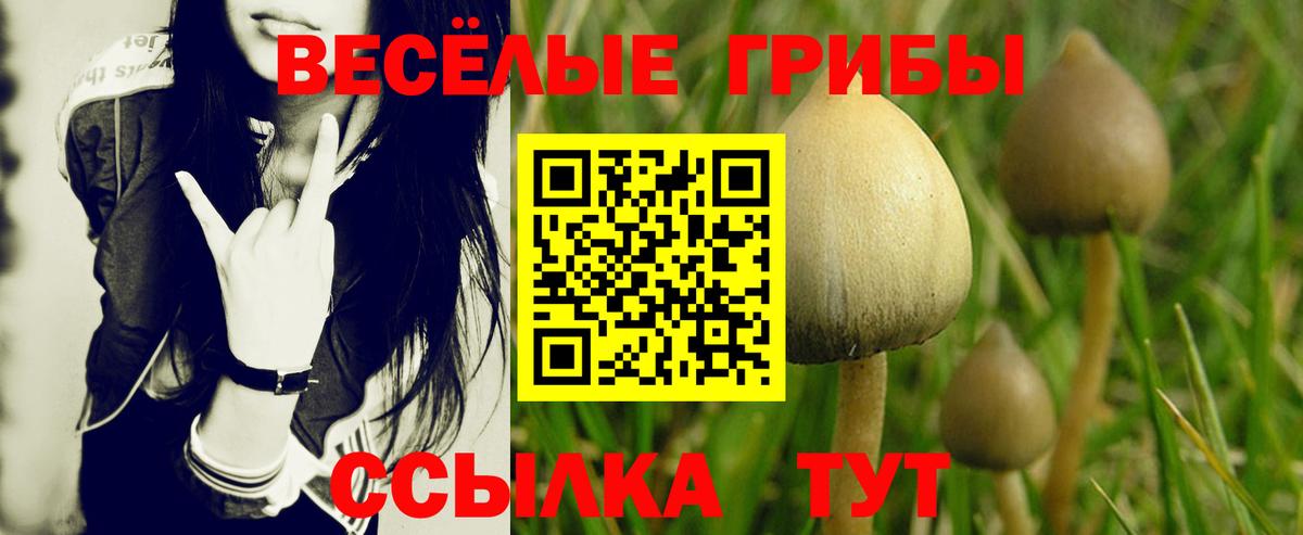 Псилоцибиновые грибы GOLDEN TEACHER  Вход с VPN  Псилоцибиновые грибы MAGIC MUSHROOMS  Новоалтайск 
